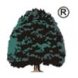 Big Tree Vision Management Company Logo