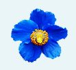 Blue Poppy Financial Services logo