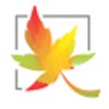 maple software pvt ltd Company Logo
